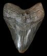 Robust, Megalodon Tooth - South Carolina #36749-1